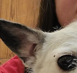 Meet your Posher, Linda